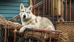 Чужестранка: 4 сезон 1 серия