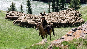 Горбатая гора