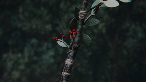 Гамнет
